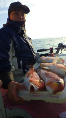 アマダイ(アカアマダイ)