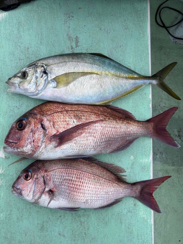 マダイ・シマアジ