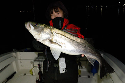 シーバス(スズキ)