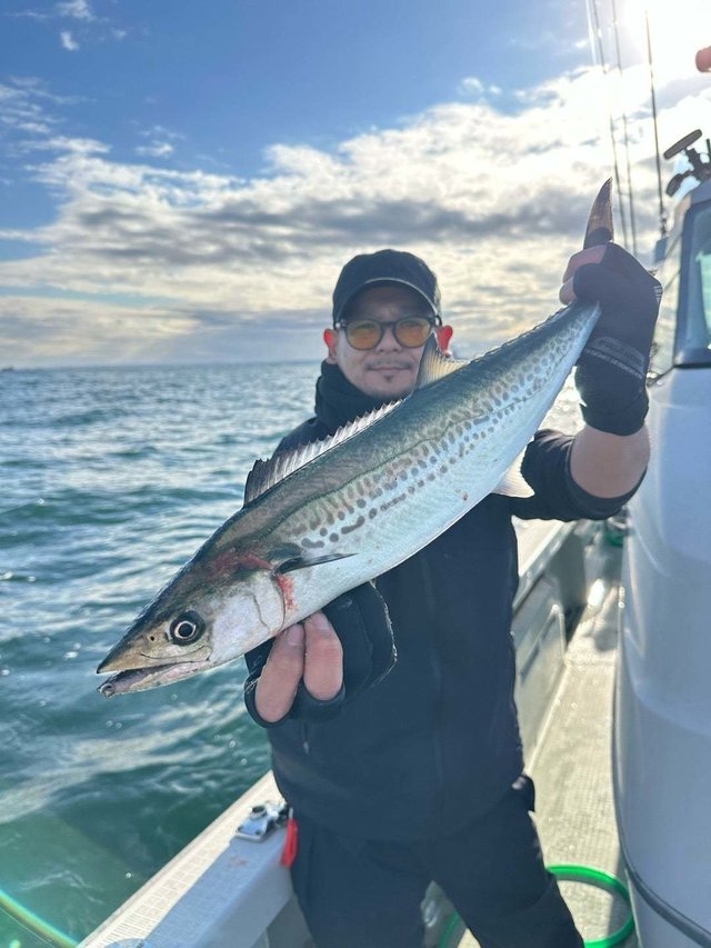 サゴシ(サワラ)