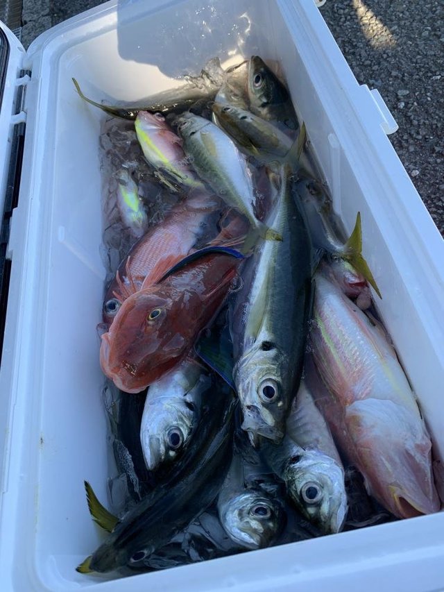 ハナダイ(チダイ)・マハタ・アジ(マアジ)・カイワリ・アマダイ(アカアマダイ)・イトヨリ(イトヨリダイ)・サバ(マサバ)・カサゴ