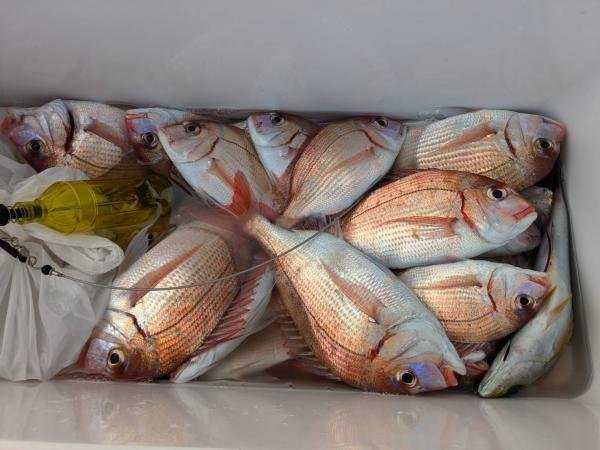 ハナダイ(チダイ)