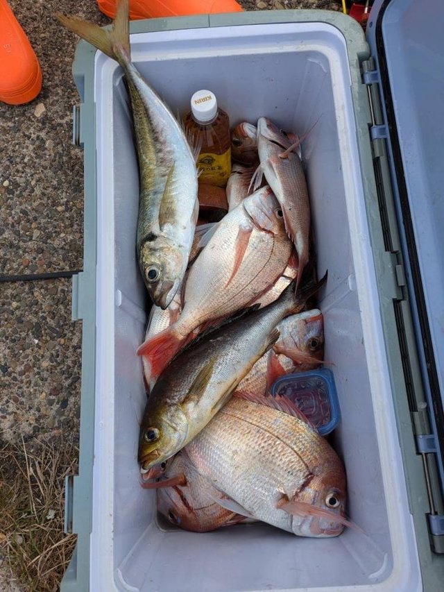 ハナダイ(チダイ)・アジ(マアジ)・イサキ