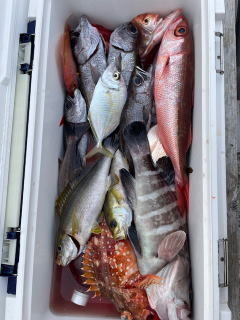 マハタ・カイワリ・イサキ・クロムツ・カサゴ・ハチビキ