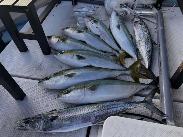 メジロ(ブリ)・サワラ・タチウオ