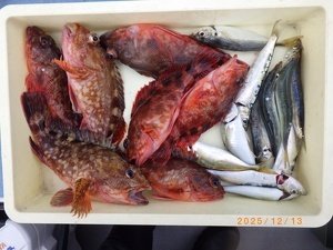 カサゴ・ウルメイワシ