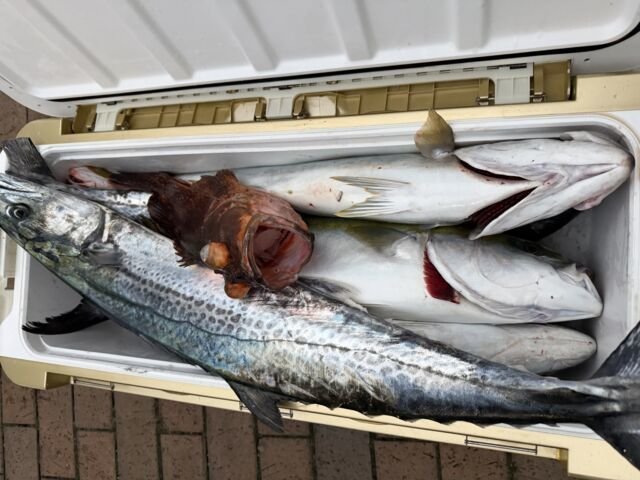 キジハタ・ブリ・サワラ