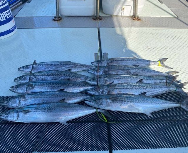 サワラ・サゴシ(サワラ)