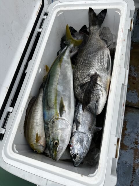 クロダイ・イナダ(ブリ)・ヒラソーダカツオ(ヒラソウダ)