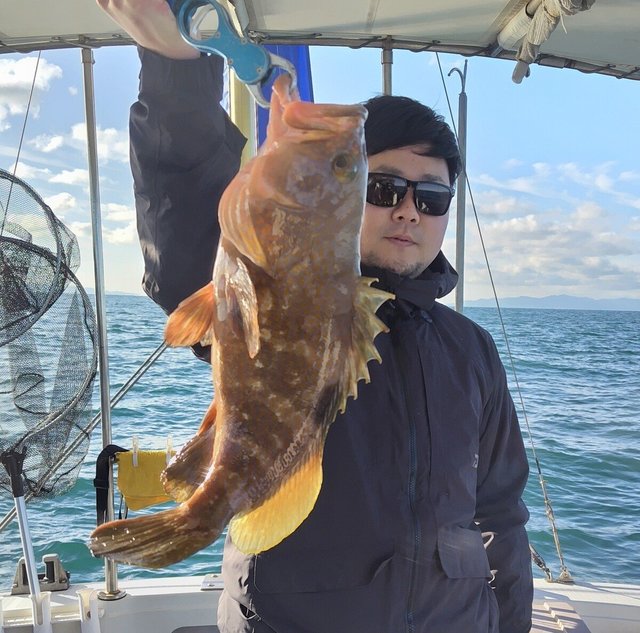 アコウ(キジハタ)