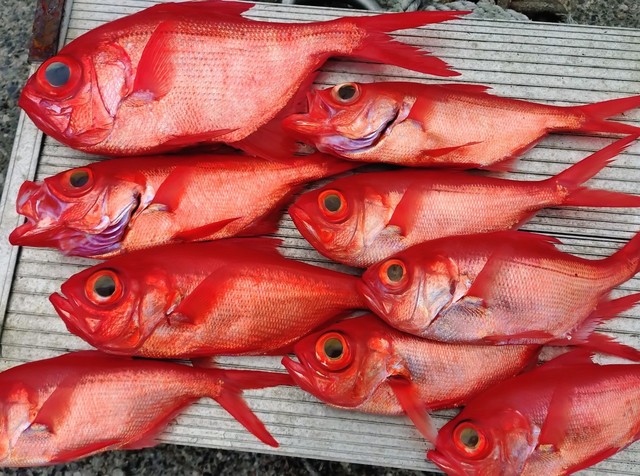 キンメ(キンメダイ)