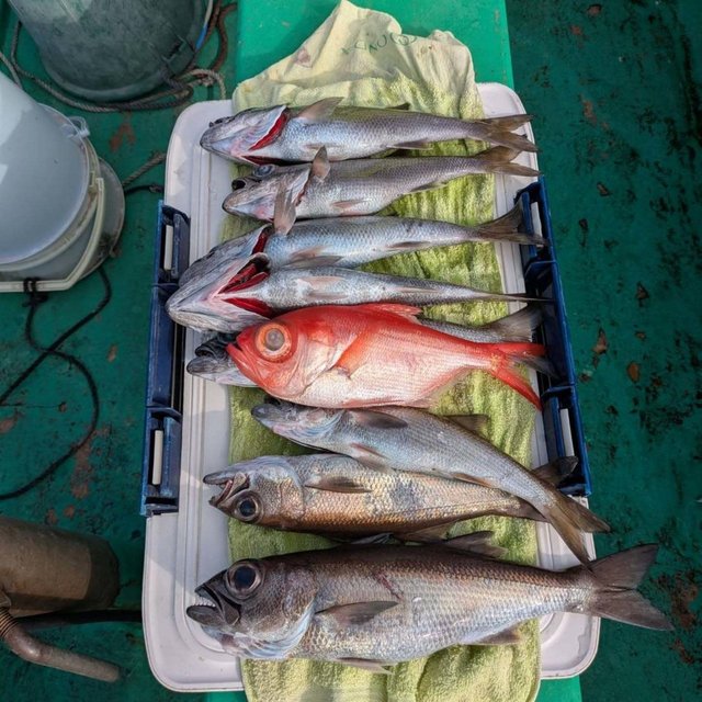 キンメ(キンメダイ)・シロムツ(オオメハタ)