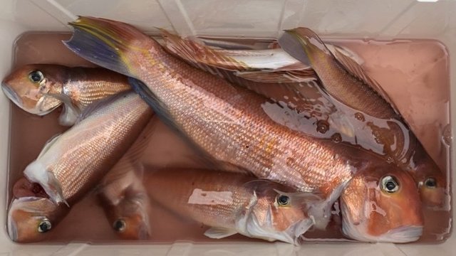 アマダイ(アカアマダイ)