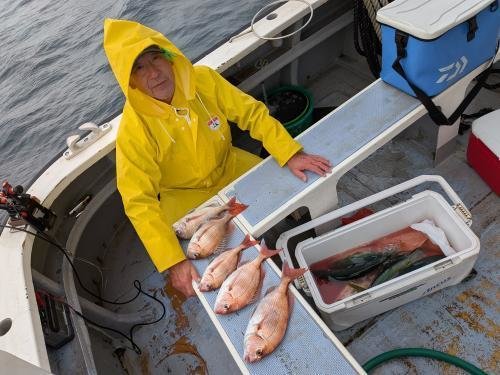 マダイ・イナダ(ブリ)