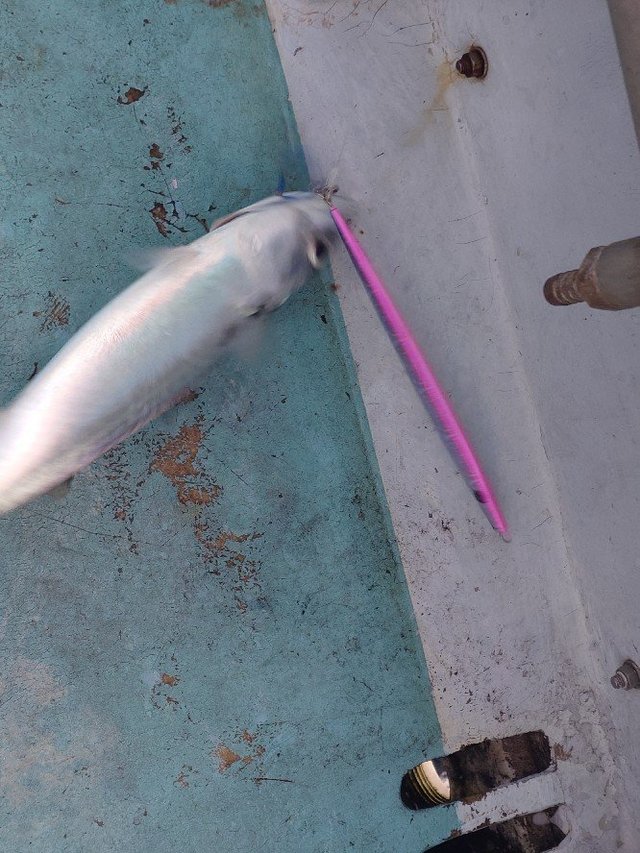 サバ(ゴマサバ)