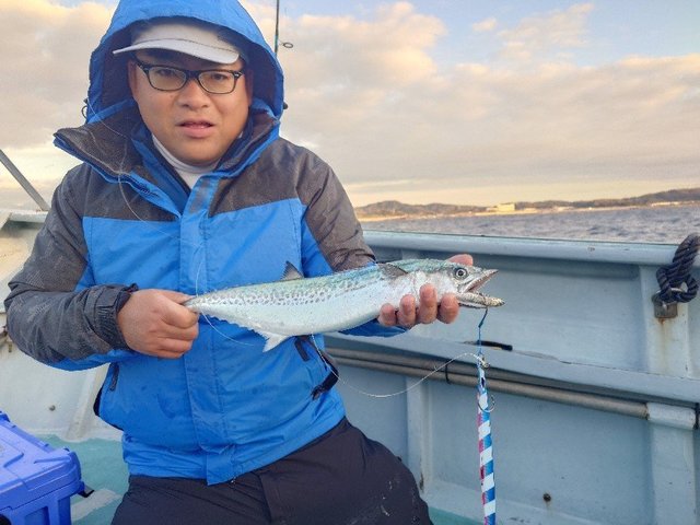 サゴシ(サワラ)