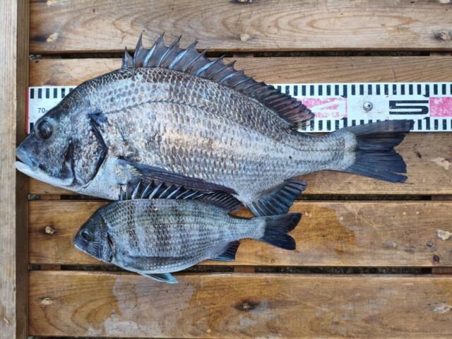 チヌ(クロダイ)