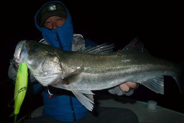 シーバス(スズキ)