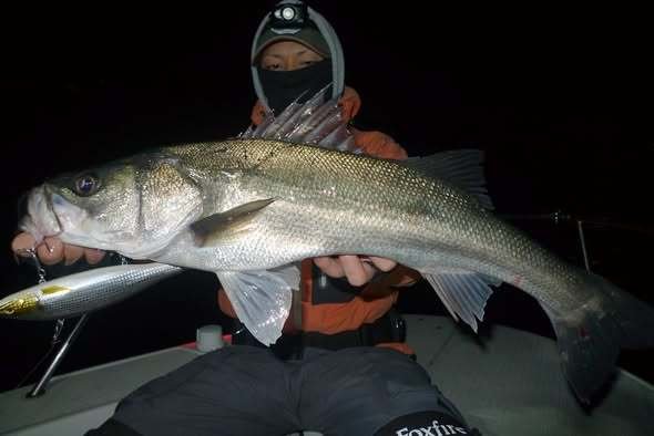 シーバス(スズキ)