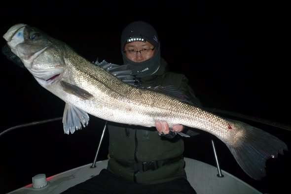 シーバス(スズキ)