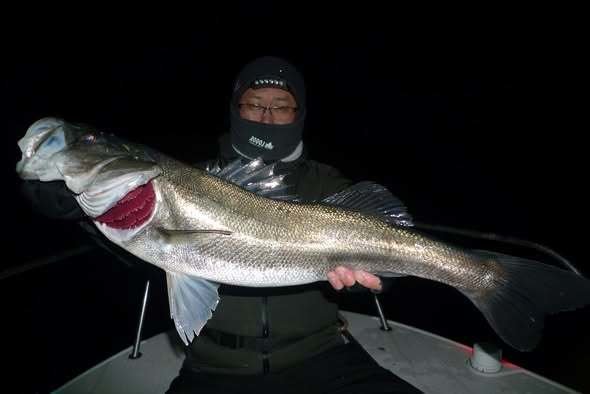 シーバス(スズキ)