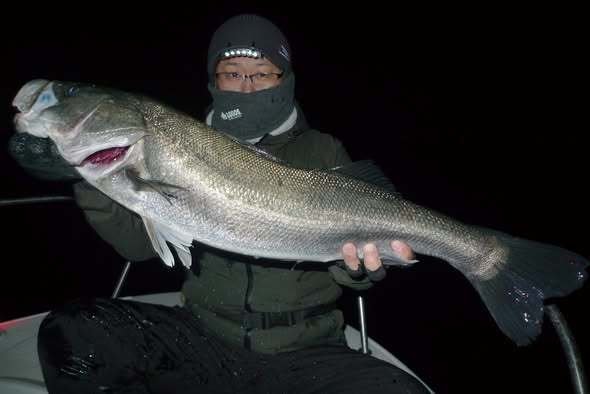 シーバス(スズキ)