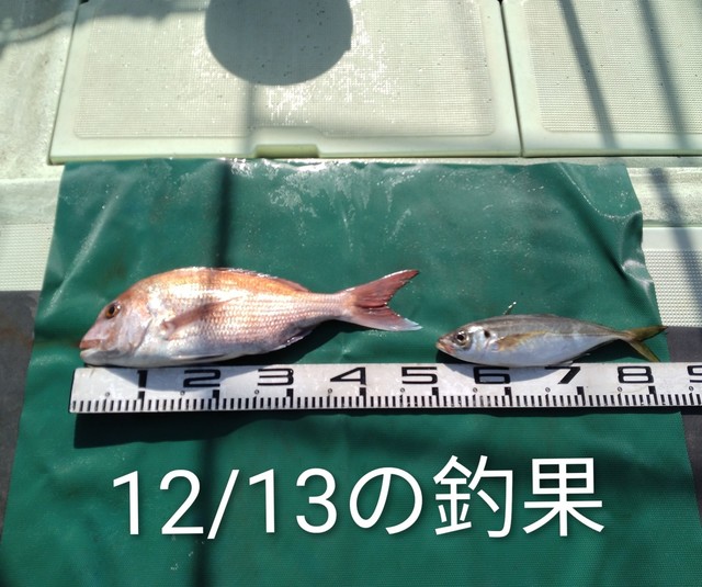 マダイ・マアジ