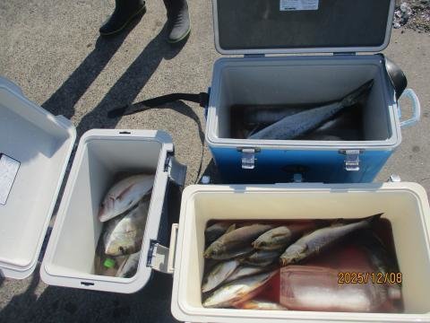 マダイ・イサキ