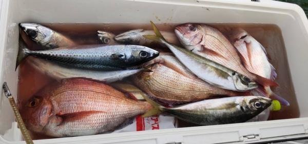 マダイ・アジ(マアジ)・サバ(ゴマサバ)