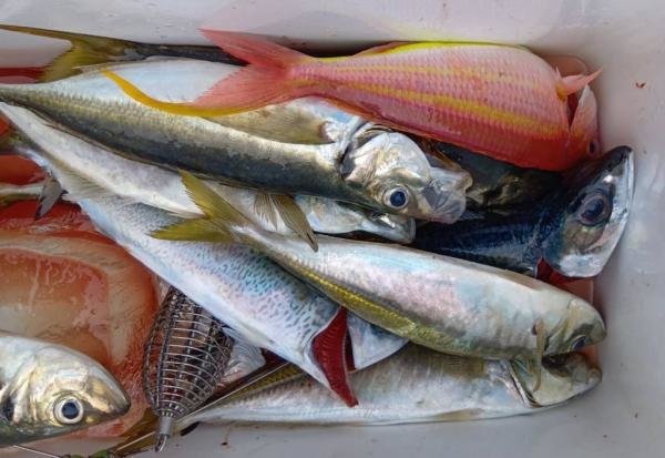 アジ(マアジ)・イトヨリ(イトヨリダイ)・サバ(ゴマサバ)