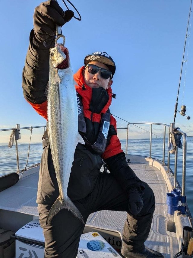 サゴシ(サワラ)