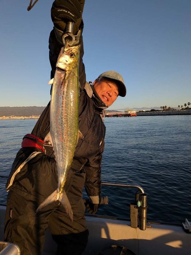 サゴシ(サワラ)