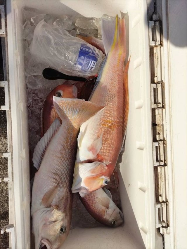 アマダイ(アカアマダイ)・シロアマダイ