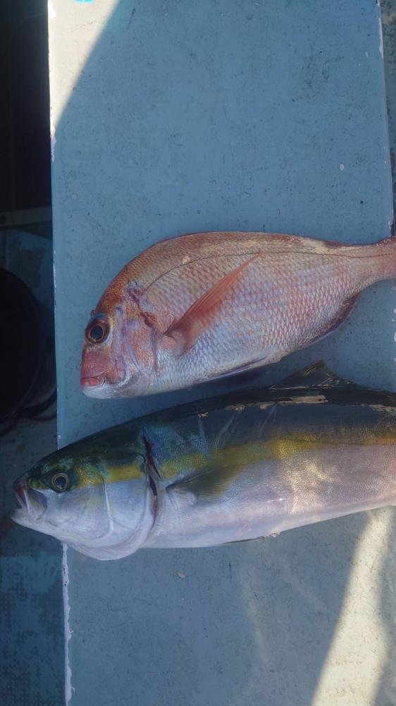 マダイ・イナダ(ブリ)