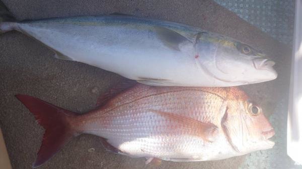 マダイ・イナダ(ブリ)