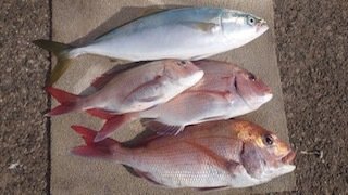 マダイ・イナダ(ブリ)