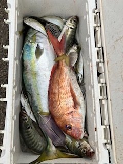 マダイ・アジ(マアジ)・ワラサ(ブリ)