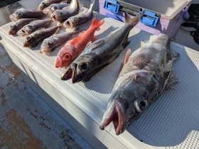 アラ・クロムツ・アカムツ・シロムツ(オオメハタ)