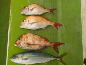 マダイ・イナダ(ブリ)