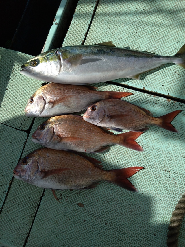 タイ(マダイ)・メジロ(ブリ)