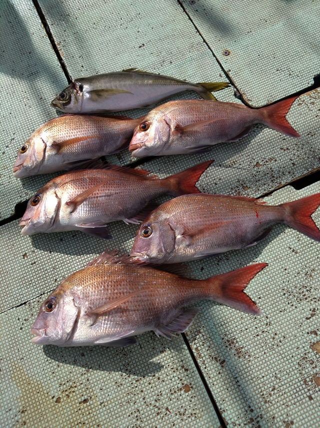 タイ(マダイ)・アジ(マアジ)