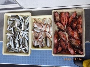 タイ(マダイ)・アジ(マアジ)・カサゴ・ウルメイワシ