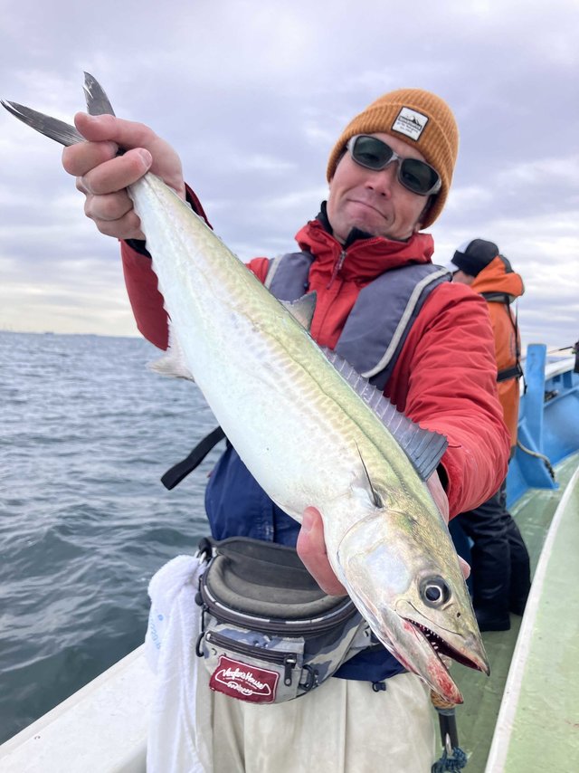 サゴシ(サワラ)