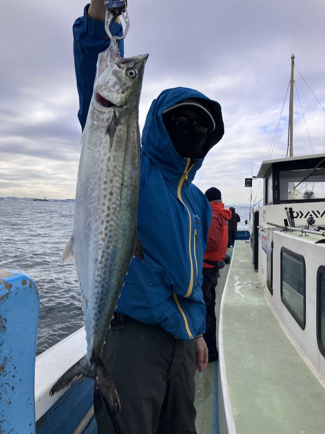 サゴシ(サワラ)