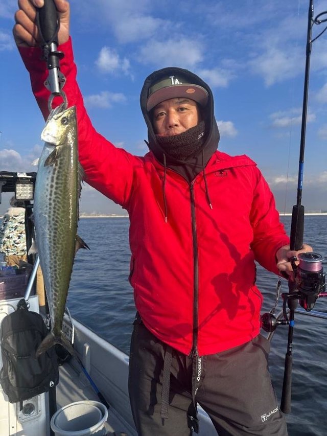 サゴシ(サワラ)