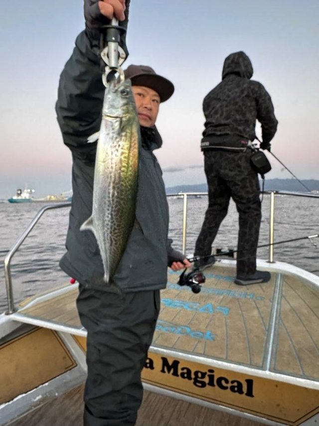 サゴシ(サワラ)