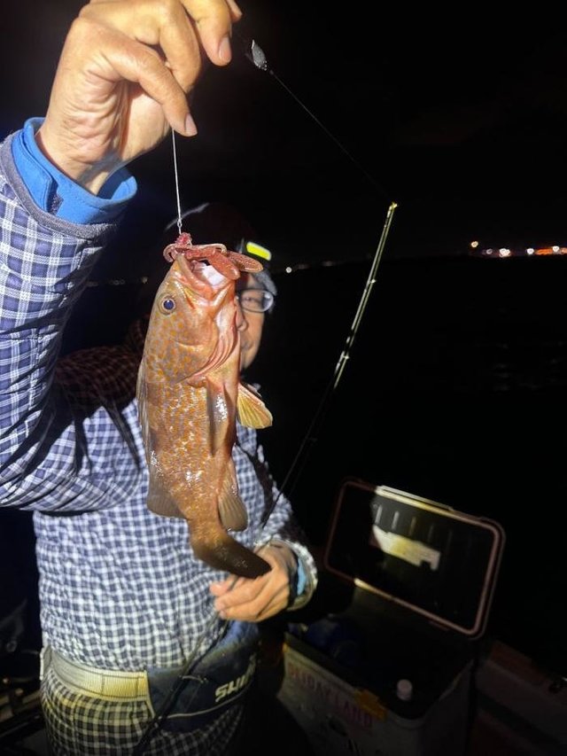 アコウ(キジハタ)