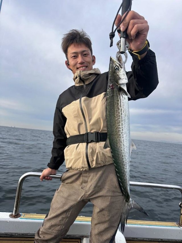 サゴシ(サワラ)