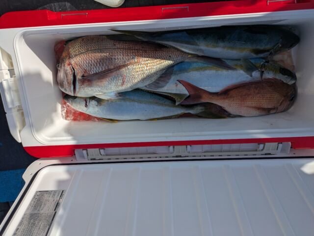 マダイ・ヒラマサ