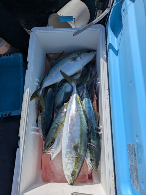 ワラサ(ブリ)・ハマチ(ブリ)